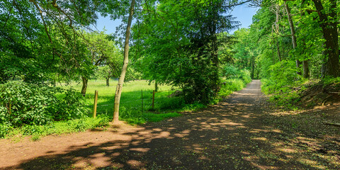 foresst road in the woods 2