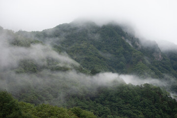 Giant Panda bamboo forests in the Minshan Mountains of Sichuan, China