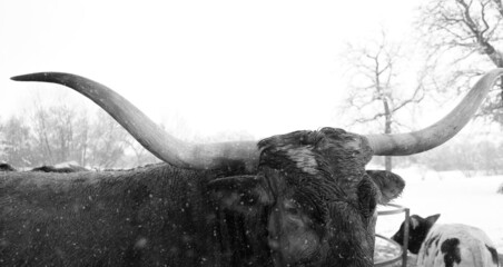 Texas longhorn cow on ranch in winter snow.