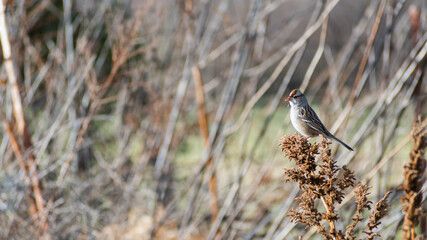 Sparrow resting on a weed in the winter - Powered by Adobe
