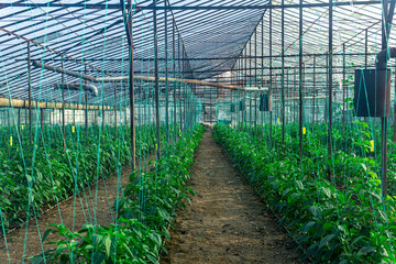 Fototapeta premium interior of an industrial greenhouse with growing pepper seedlings