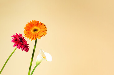 Creative arrangement with various spring flowers against pastel beige background. Minimal summer concept. Copy space.