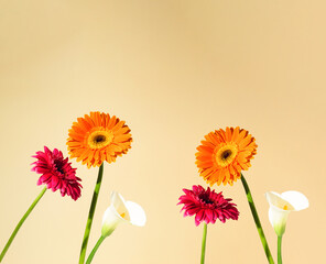 Creative arrangement with various spring flowers against pastel beige background. Minimal summer concept. Copy space.