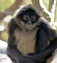 a spider monkey sitting