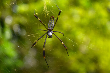 Golden silk orb-weaver spider (Trichonephila clavipes) on a green background, cobweb, Panama