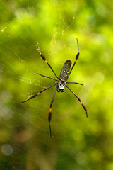 Golden silk orb-weaver spider (Trichonephila clavipes) on a green background, cobweb, Panama