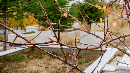 Graves at a Muslim cemetery. The blur and out-of focus is intentionally done. Burial in Islam is done usually within 24 hours of death to protect the living from any sanitary issues