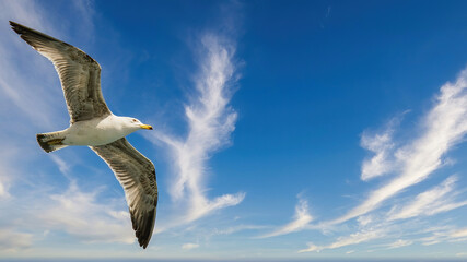 Flying seagull high on wind with cloudy sky, Istanbul, Turkey