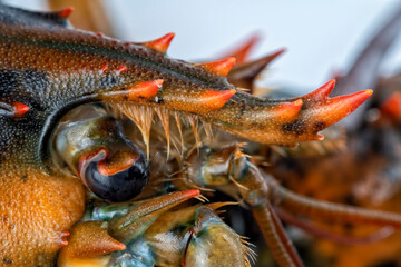 Detail of the eyes of a lobster isolated on white