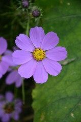 Cosmos flower (Cosmos Bipinnatus) with blurred background