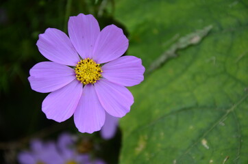 Cosmos flower (Cosmos Bipinnatus) with blurred background