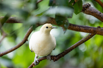 Ducula bicolor in zoo park