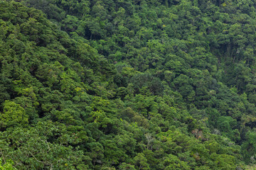Fototapeta na wymiar Aerial view of green lush forest