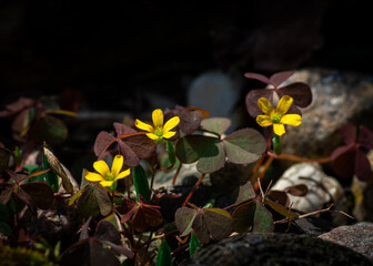 drobne żółte kwiatki w lesie na ciemnym tle
