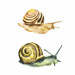 Set of watercolor snails. Great for printing, web, textile, design, gift products.