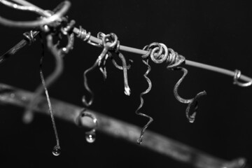 Curvy grapevine branch tendrils, abstract curves. Shiny water drop. Black and white photo.
