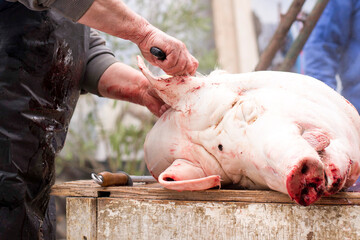 Tradicional Home pig kill in the Czech Republic. Pig head is being cleaned on a table by a bucher. - obrazy, fototapety, plakaty