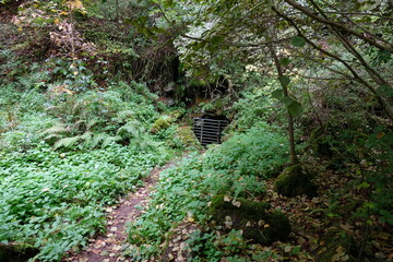 FU 2020-10-17 Gerolstein 192 Der Weg im Wald führt zu einem Metallgitter