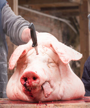 Tradicional Home pig kill in the Czech Republic. Pig head is being cleaned on a table by a bucher.