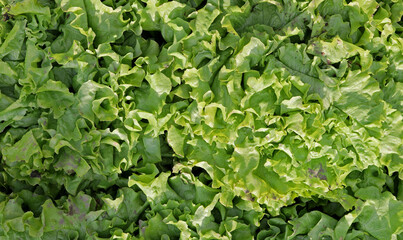 Fototapeta premium close-up lettuce at the market