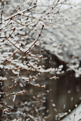 Snow and Ice Covered Branches During Snowfall