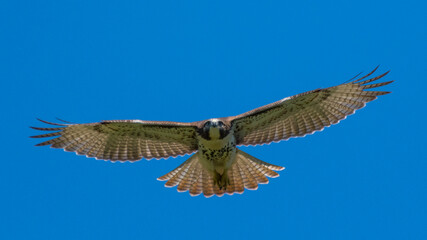 hawk in flight