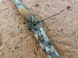 The horn beetle is an insect that attacks the coconut tree