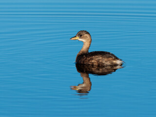The little grebe (Tachybaptus ruficollis), also known as dabchick.