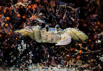 Ghost Crab walking in the seaweed