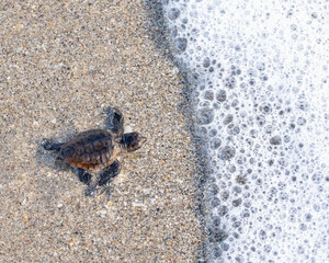 Baby Sea Turtle walking into the ocean