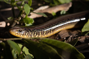 Glass Lizard Reptile In the Grass