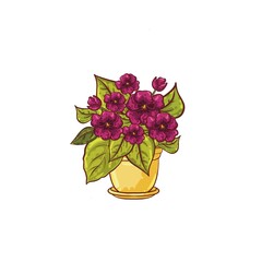Violet in a flower pot on a white background
