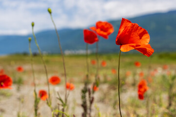 red poppy flower, foreground focus on one flower, background out of focus blurred