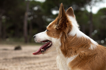 The most beautiful dog in the world. Smiling charming adorable sable brown and white border collie...