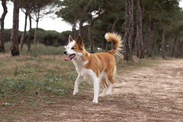 The most beautiful dog in the world. Smiling charming adorable sable brown and white border collie , outdoor portrait  with pine forest background. Considered the most intelligent dog. 