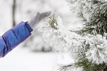 A child's hand shakes off snow from a pine branch. Close-up, Selective focus.