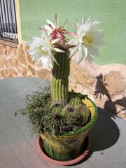 cactus with three flowers