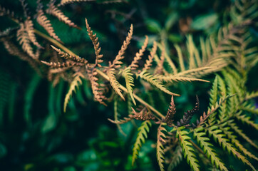 Fern leaves