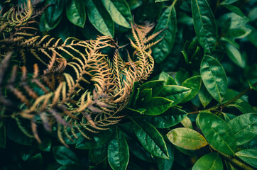 Fern and leaves