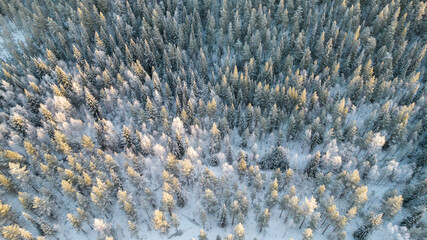 Aerial view of winter forest covered in snow. drone photography - panoramic image Beautiful frosty trees, christmas time, Happy new year.