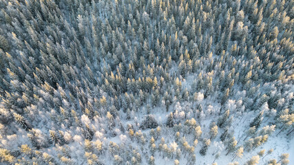 Aerial view of winter forest covered in snow. drone photography - panoramic image Beautiful frosty trees, christmas time, Happy new year.