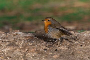petirrojo europeo posado en el suelo del parque​  (Erithacus rubecula) Marbella Málaga Andalucía España