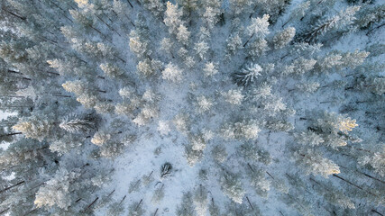 Aerial view of winter forest covered in snow. drone photography - panoramic image Beautiful frosty trees, christmas time, Happy new year.
