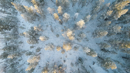 Aerial view of winter forest covered in snow. drone photography - panoramic image Beautiful frosty trees, christmas time, Happy new year.