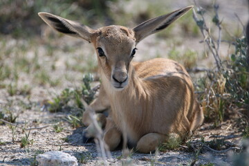 Baby Impala, Etosha