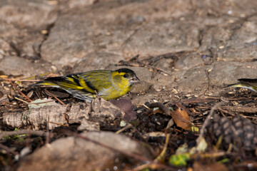 Jilguero lúgano posado en el suelo del bosque comiendo semillas (Carduelis spinus)