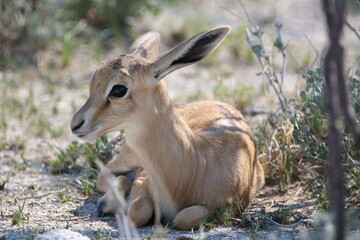 Baby Impala, Etosha