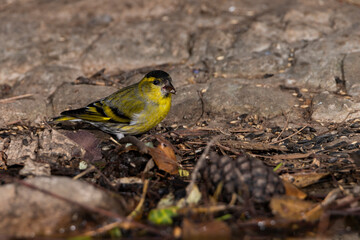 Jilguero lúgano posado en el suelo del bosque comiendo semillas (Carduelis spinus)