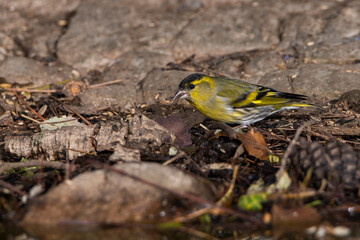 Jilguero lúgano posado en el suelo del bosque comiendo semillas (Carduelis spinus)