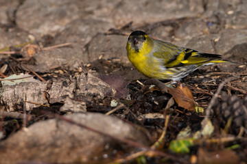 Jilguero lúgano posado en el suelo del bosque comiendo semillas (Carduelis spinus)